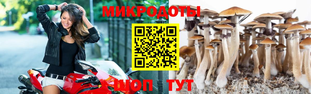 Псилоцибиновые грибы Psilocybe Полевской